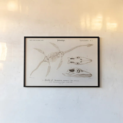 Plesiosaurus Illustrated by Wild Apple Portfolio. shown as a paper print in a black flame. Available as a archival giclee rolled canvas, fine art paper, or poster print. SKU 90314i.