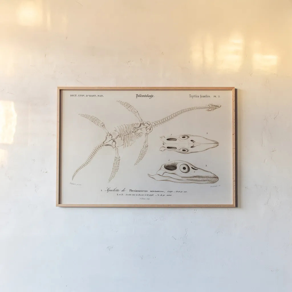 Plesiosaurus Illustrated by Wild Apple Portfolio. shown as a paper print in a natural frame. Available as a archival giclee rolled canvas, fine art paper, or poster print. SKU 90314i.