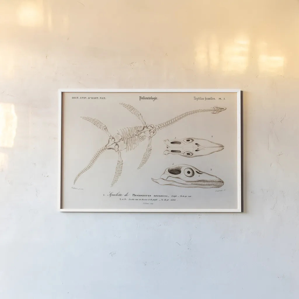 Plesiosaurus Illustrated by Wild Apple Portfolio. shown as a paper print in a white frame. Available as a archival giclee rolled canvas, fine art paper, or poster print. SKU 90314i.