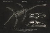 Plesiosaurus Illustrated on Black by Wild Apple Portfolio. SKU 96660i. Archival Giclee Fine art print for wall decor.