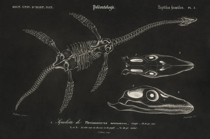Plesiosaurus Illustrated on Black by Wild Apple Portfolio. SKU 96660i. Archival Giclee Fine art print for wall decor.