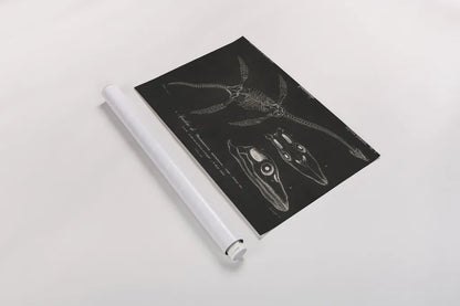 Plesiosaurus Illustrated on Black by Wild Apple Portfolio. shown as a rolled paper print. Available as archival giclee rolled canvas, fine art paper, or poster print. SKU 96660i.