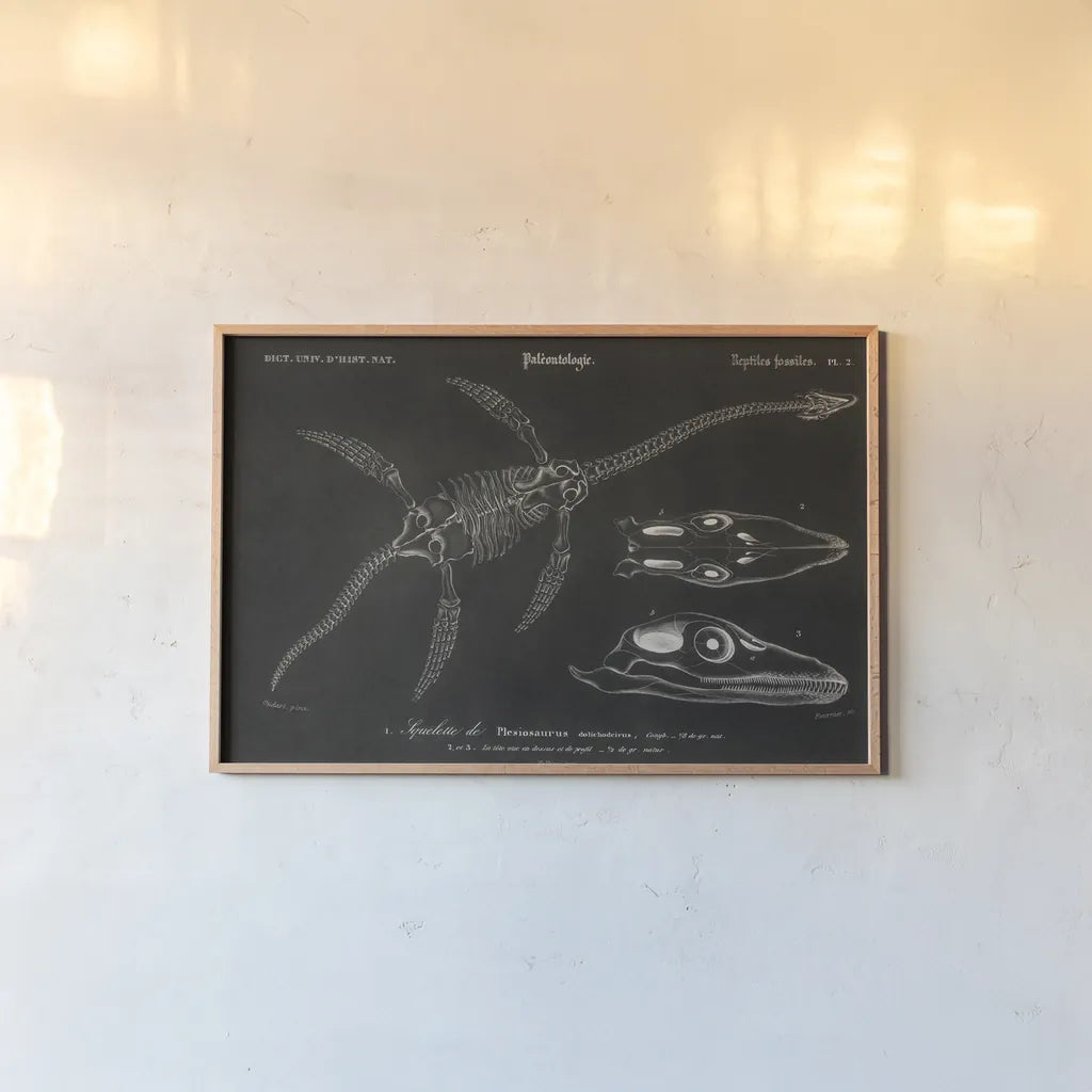 Plesiosaurus Illustrated on Black by Wild Apple Portfolio. shown as a paper print in a natural frame. Available as a archival giclee rolled canvas, fine art paper, or poster print. SKU 96660i.