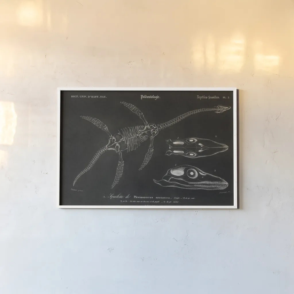 Plesiosaurus Illustrated on Black by Wild Apple Portfolio. shown as a paper print in a white frame. Available as a archival giclee rolled canvas, fine art paper, or poster print. SKU 96660i.