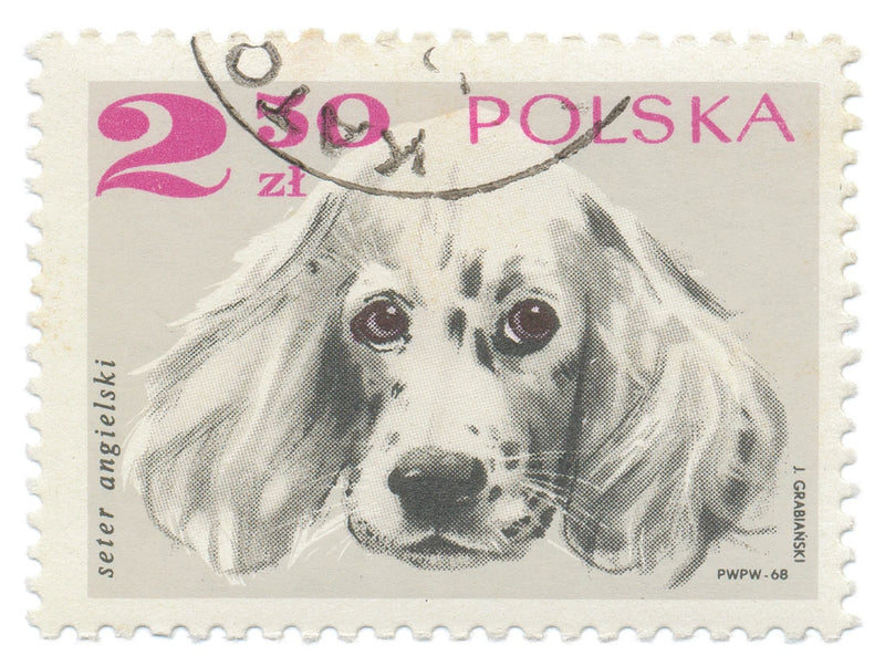 Poland Stamp IV on White by Wild Apple Portfolio