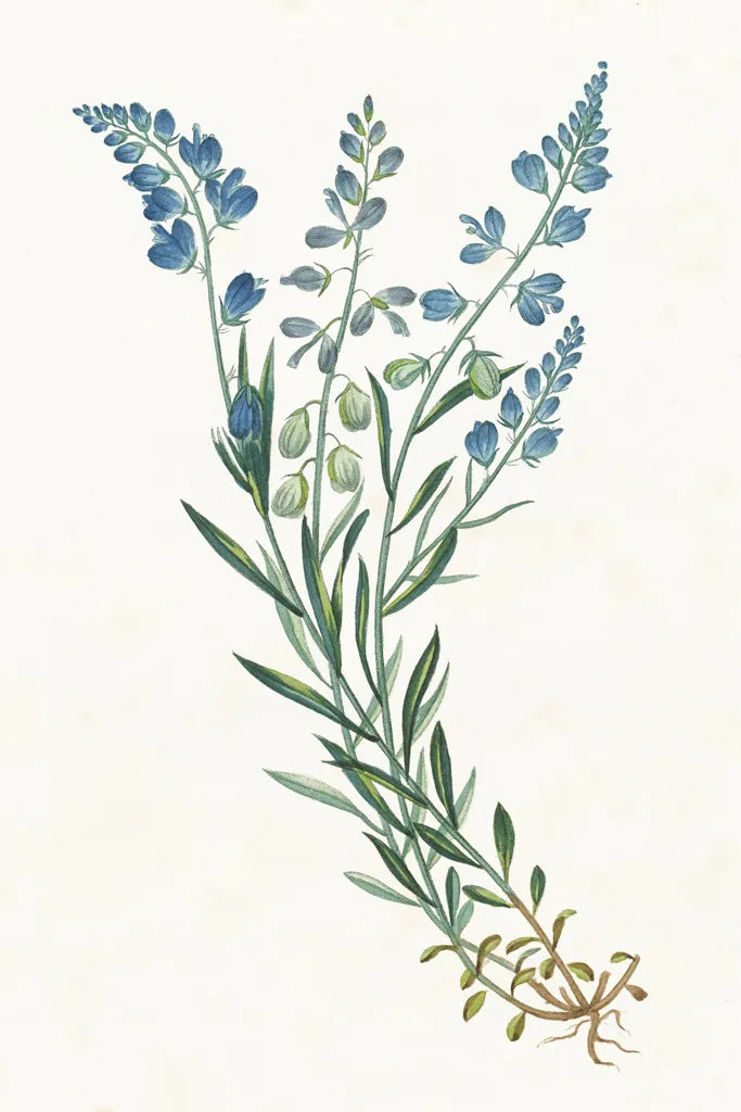 Polygala on White by Wild Apple Portfolio. SKU 76147h. Archival Giclee Fine art print for wall decor.