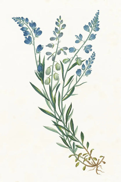 Polygala on White by Wild Apple Portfolio. SKU 76147h. Archival Giclee Fine art print for wall decor.