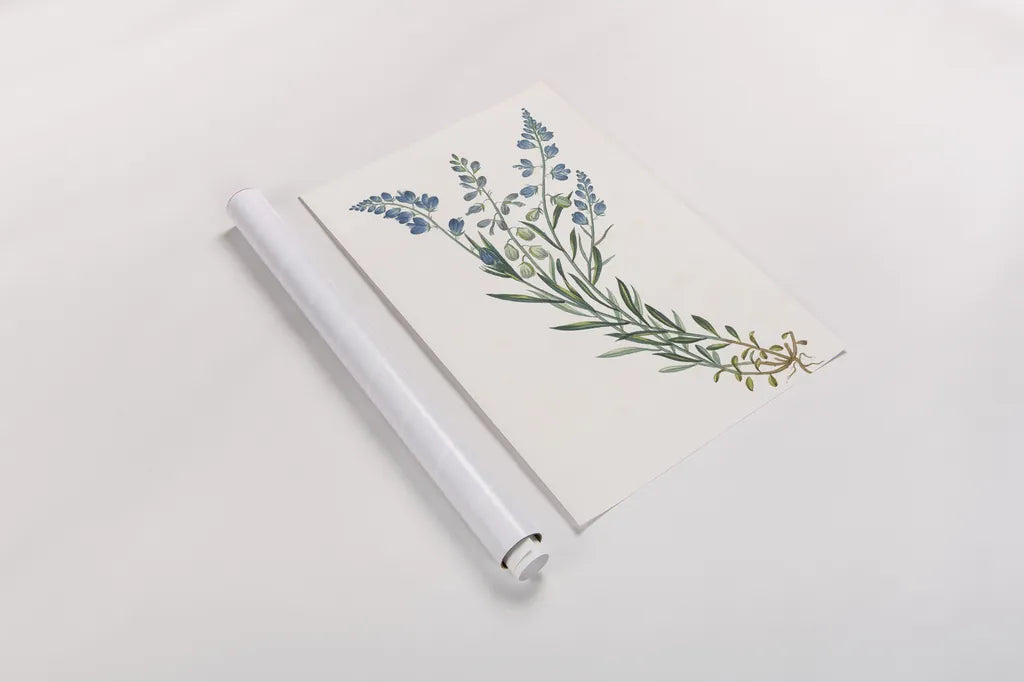 Polygala on White by Wild Apple Portfolio. shown as a rolled paper print. Available as archival giclee rolled canvas, fine art paper, or poster print. SKU 76147h.
