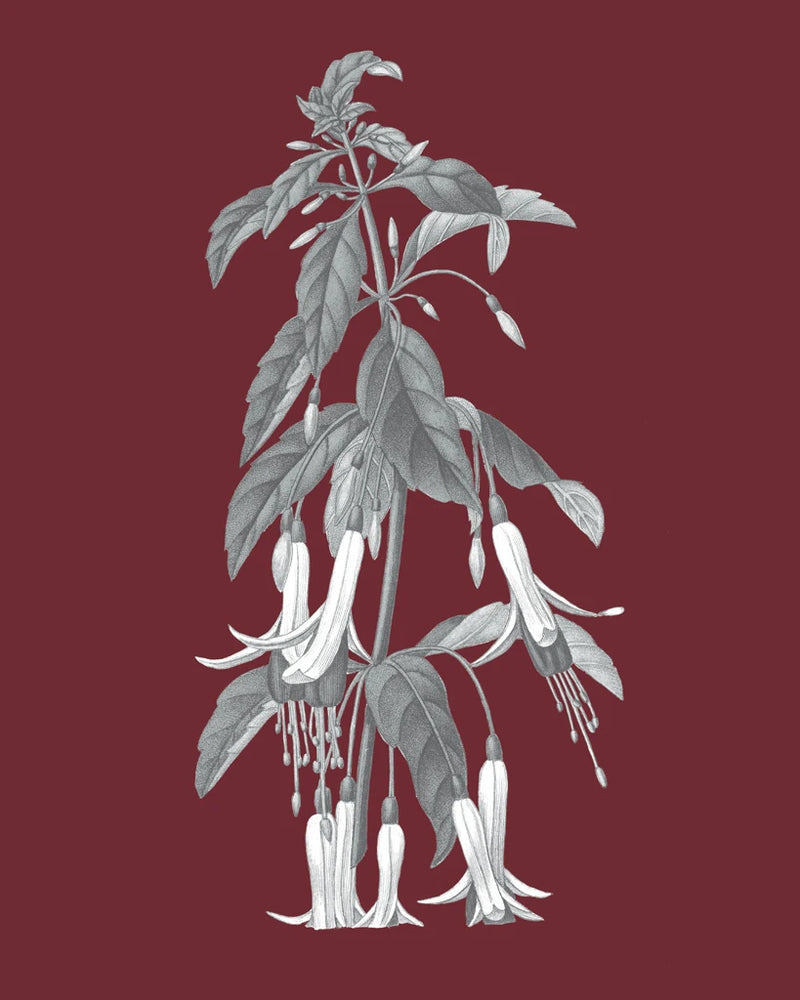 Pomegranate Botanical I by Wild Apple Portfolio