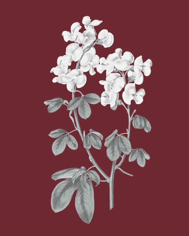 Pomegranate Botanical III by Wild Apple Portfolio