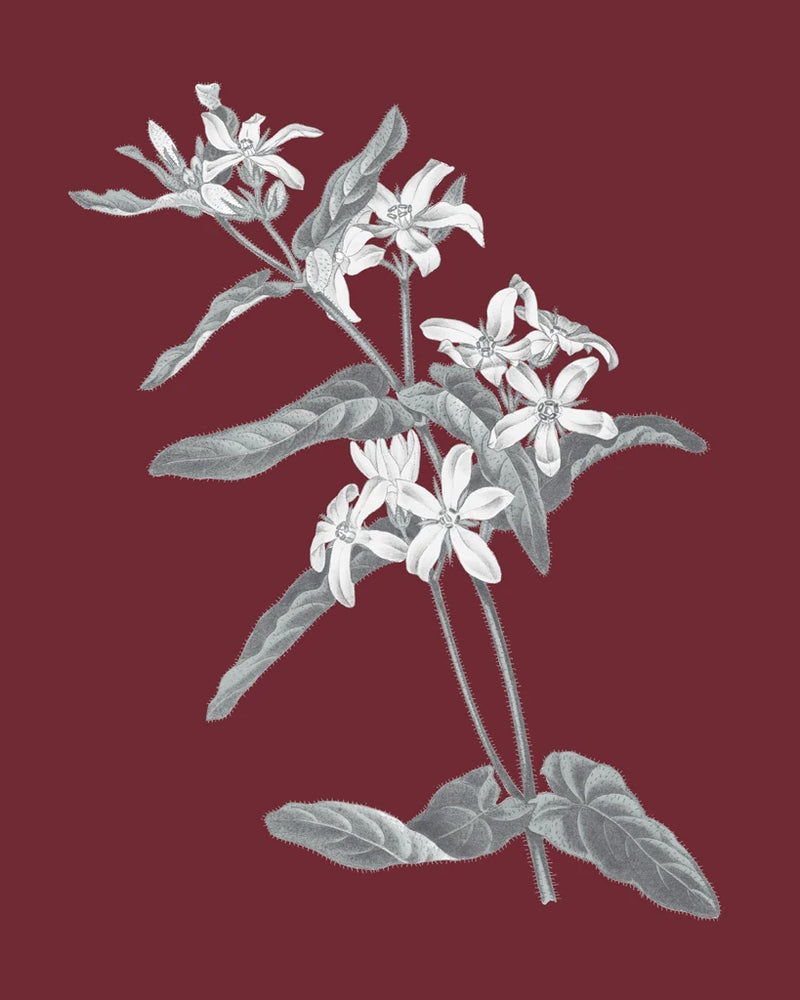 Pomegranate Botanical IV by Wild Apple Portfolio