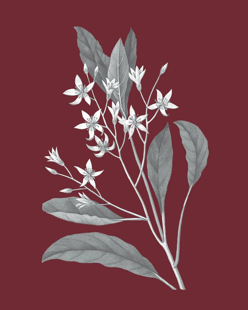 Pomegranate Botanical V by Wild Apple Portfolio
