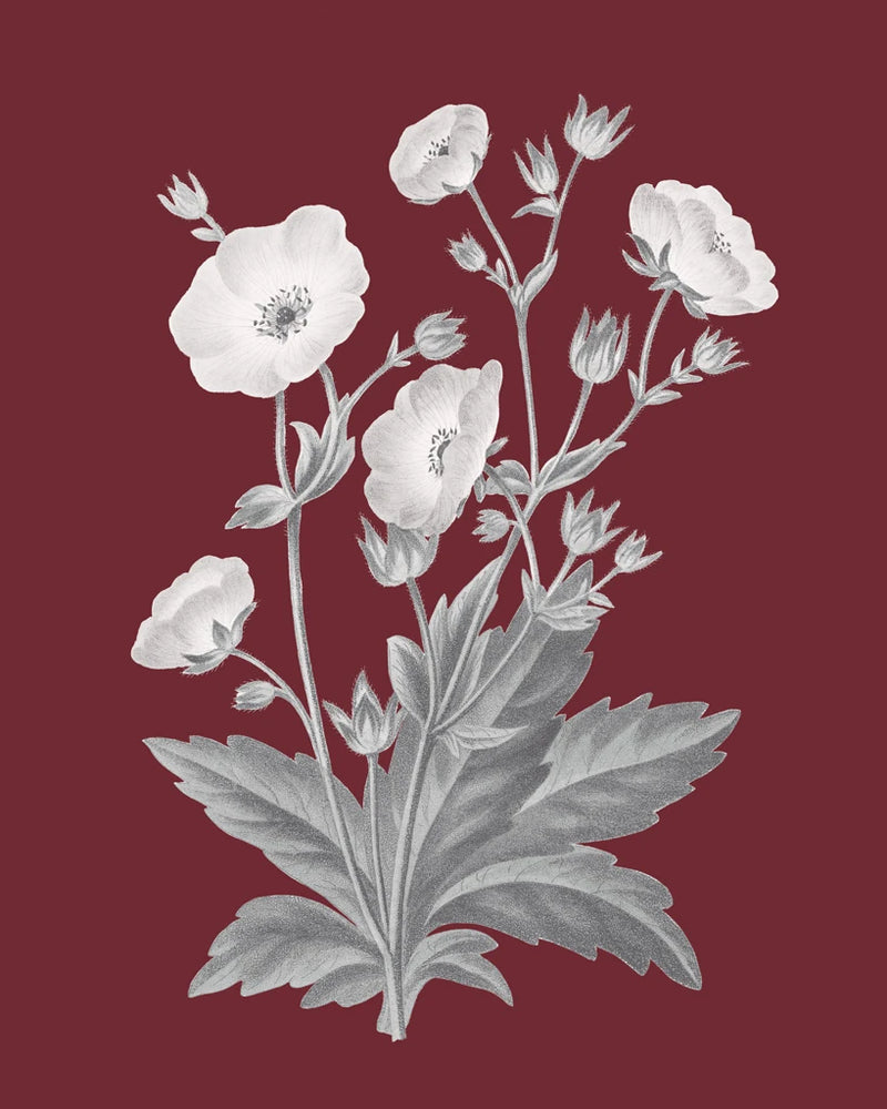 Pomegranate Botanical VI by Wild Apple Portfolio