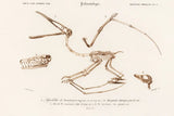 Pterosaur Illustrated by Wild Apple Portfolio. SKU 90316i. Archival Giclee Fine art print for wall decor.