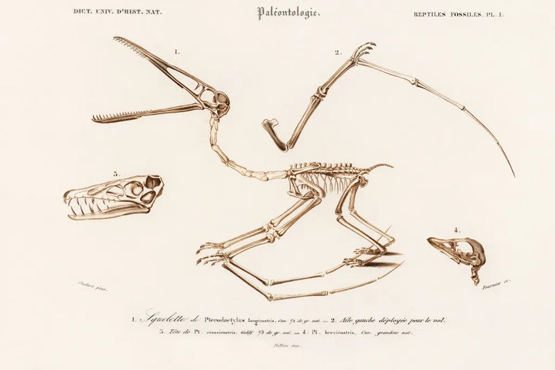 Pterosaur Illustrated by Wild Apple Portfolio. SKU 90316i. Archival Giclee Fine art print for wall decor.