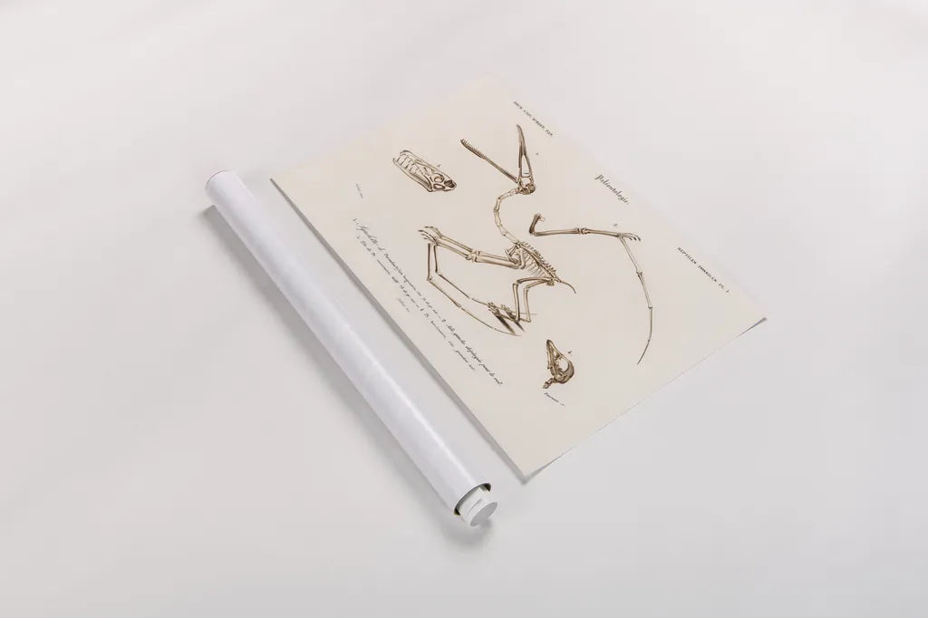 Pterosaur Illustrated by Wild Apple Portfolio. shown as a rolled paper print. Available as archival giclee rolled canvas, fine art paper, or poster print. SKU 90316i.