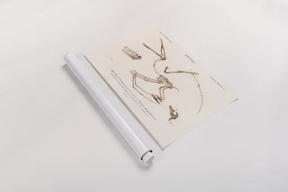 Pterosaur Illustrated by Wild Apple Portfolio. shown as a rolled paper print. Available as archival giclee rolled canvas, fine art paper, or poster print. SKU 90316i.