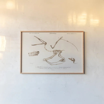 Pterosaur Illustrated by Wild Apple Portfolio. shown as a paper print in a natural frame. Available as a archival giclee rolled canvas, fine art paper, or poster print. SKU 90316i.