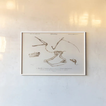Pterosaur Illustrated by Wild Apple Portfolio. shown as a paper print in a white frame. Available as a archival giclee rolled canvas, fine art paper, or poster print. SKU 90316i.