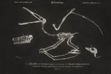 Pterosaur Illustrated on Black by Wild Apple Portfolio. SKU 96659i. Archival Giclee Fine art print for wall decor.