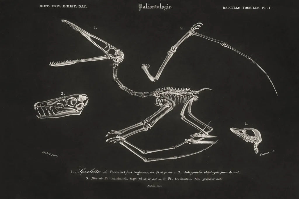 Pterosaur Illustrated on Black by Wild Apple Portfolio. SKU 96659i. Archival Giclee Fine art print for wall decor.