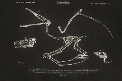 Pterosaur Illustrated on Black by Wild Apple Portfolio. SKU 96659i. Archival Giclee Fine art print for wall decor.