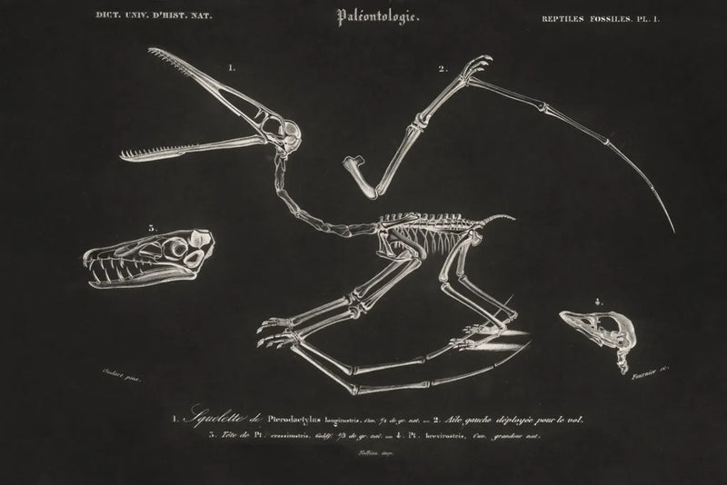 Pterosaur Illustrated on Black by Wild Apple Portfolio. SKU 96659i. Archival Giclee Fine art print for wall decor.