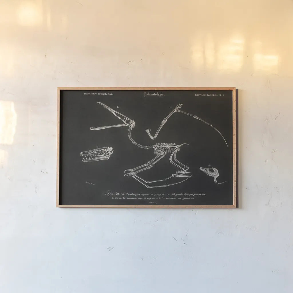 Pterosaur Illustrated on Black by Wild Apple Portfolio. shown as a paper print in a natural frame. Available as a archival giclee rolled canvas, fine art paper, or poster print. SKU 96659i.