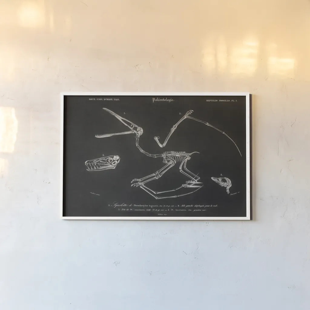 Pterosaur Illustrated on Black by Wild Apple Portfolio. shown as a paper print in a white frame. Available as a archival giclee rolled canvas, fine art paper, or poster print. SKU 96659i.