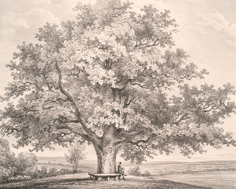 Queen Charlottes Tree Windsor Forest by Wild Apple Portfolio