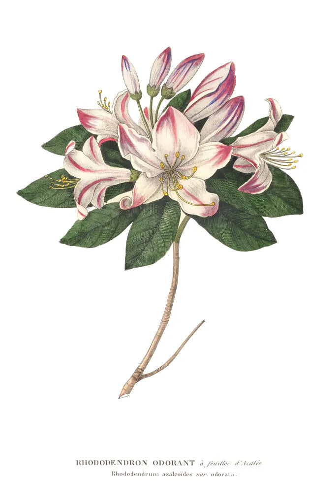 Rhododendron Bright by Wild Apple Portfolio. SKU 45387h. Archival Giclee Fine art print for wall decor.