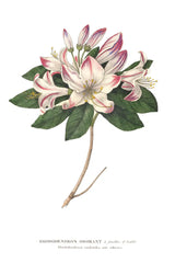 Rhododendron Bright by Wild Apple Portfolio. SKU 45387h. Archival Giclee Fine art print for wall decor.