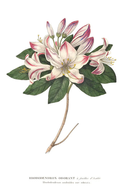 Rhododendron Bright by Wild Apple Portfolio. SKU 45387h. Archival Giclee Fine art print for wall decor.