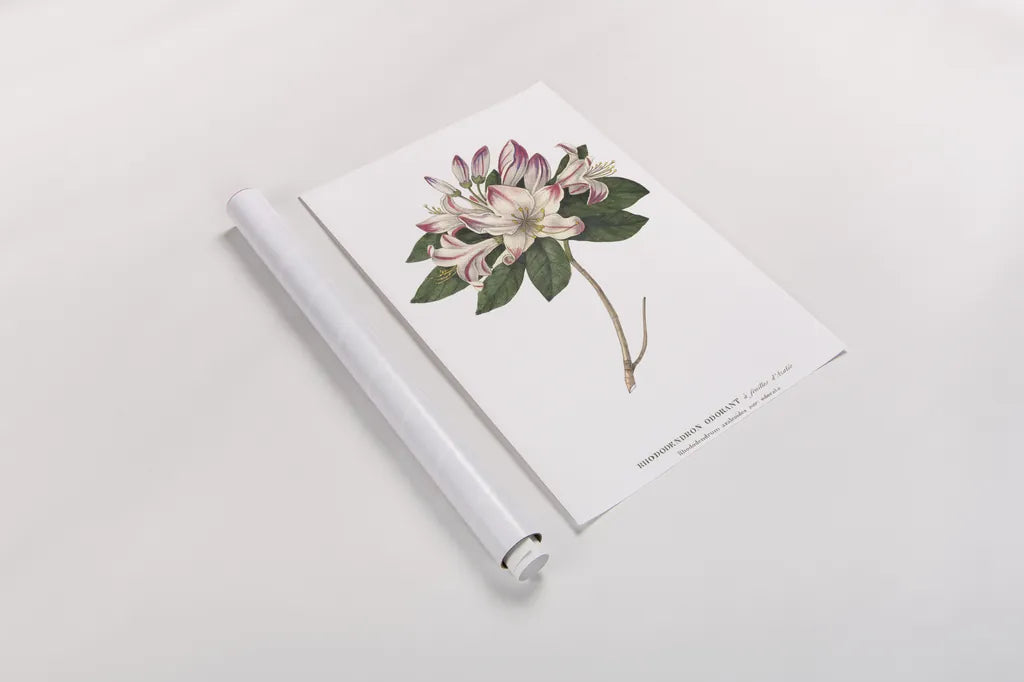 Rhododendron Bright by Wild Apple Portfolio. shown as a rolled paper print. Available as archival giclee rolled canvas, fine art paper, or poster print. SKU 45387h.