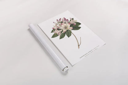 Rhododendron Bright by Wild Apple Portfolio. shown as a rolled paper print. Available as archival giclee rolled canvas, fine art paper, or poster print. SKU 45387h.