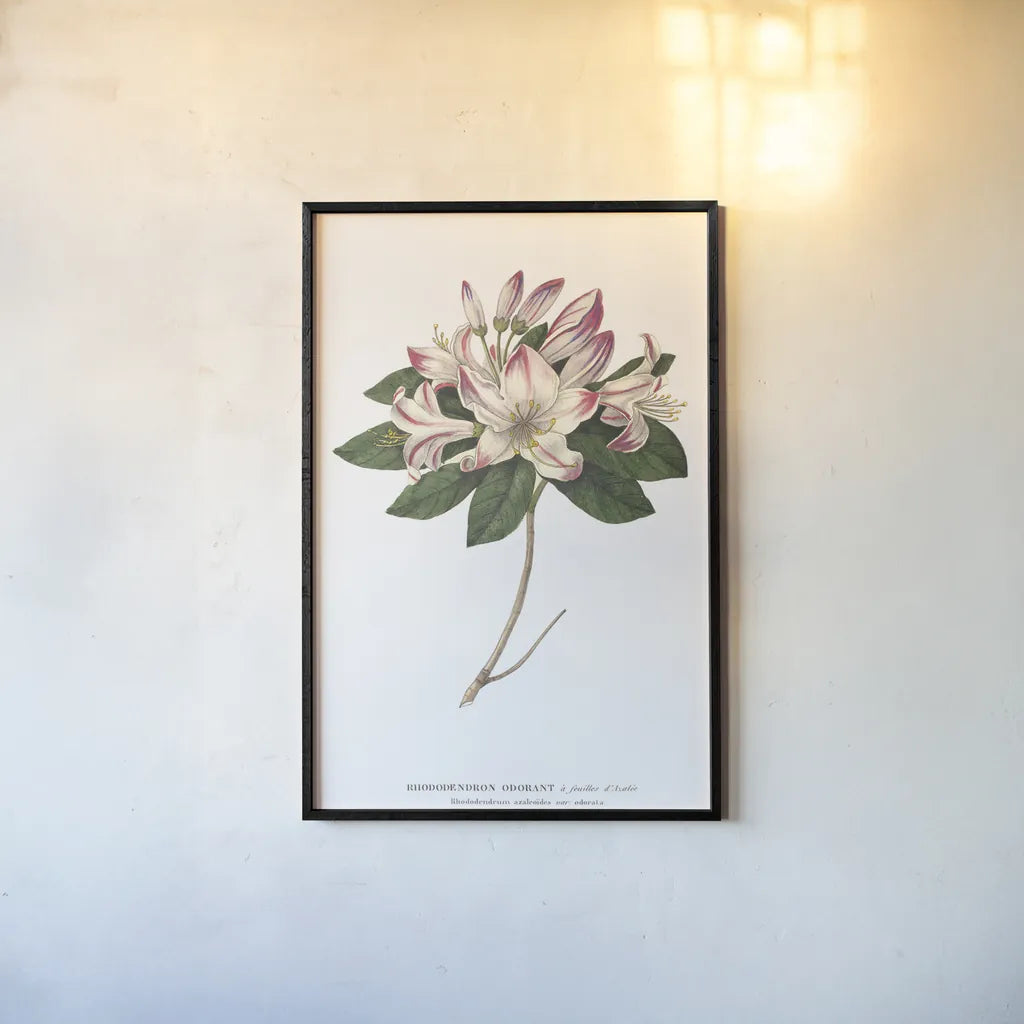 Rhododendron Bright by Wild Apple Portfolio. shown as a paper print in a black flame. Available as a archival giclee rolled canvas, fine art paper, or poster print. SKU 45387h.