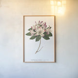 Rhododendron Bright by Wild Apple Portfolio. shown as a paper print in a natural frame. Available as a archival giclee rolled canvas, fine art paper, or poster print. SKU 45387h.