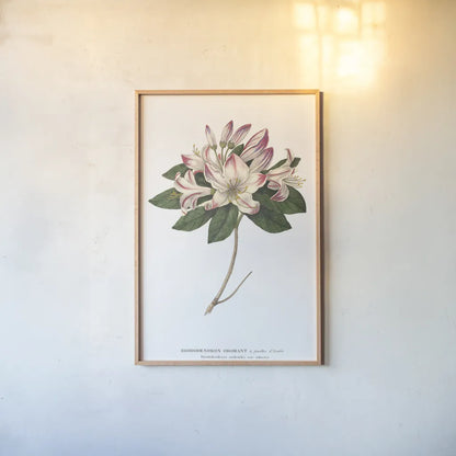 Rhododendron Bright by Wild Apple Portfolio. shown as a paper print in a natural frame. Available as a archival giclee rolled canvas, fine art paper, or poster print. SKU 45387h.