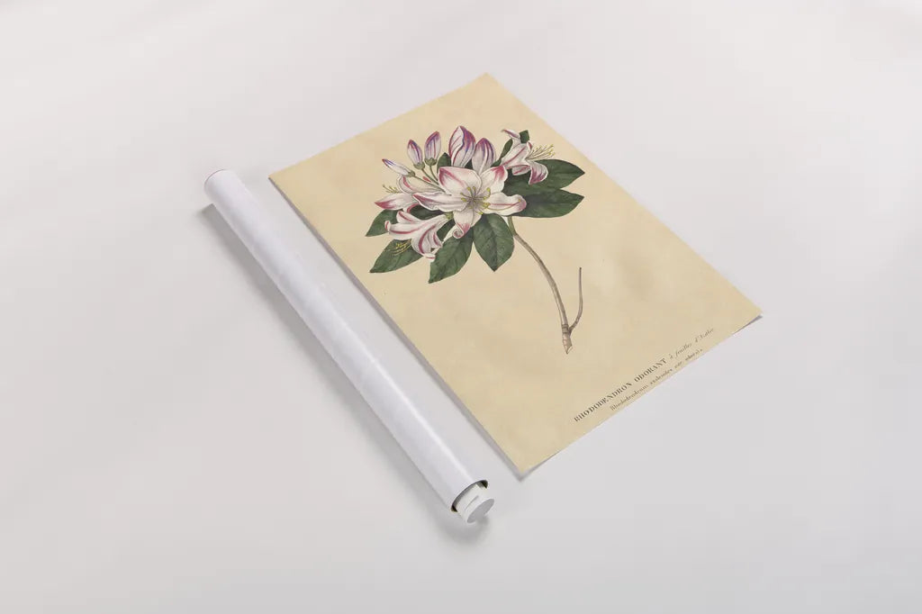 Rhododendron Vintage by Wild Apple Portfolio. shown as a rolled paper print. Available as archival giclee rolled canvas, fine art paper, or poster print. SKU 45389h.
