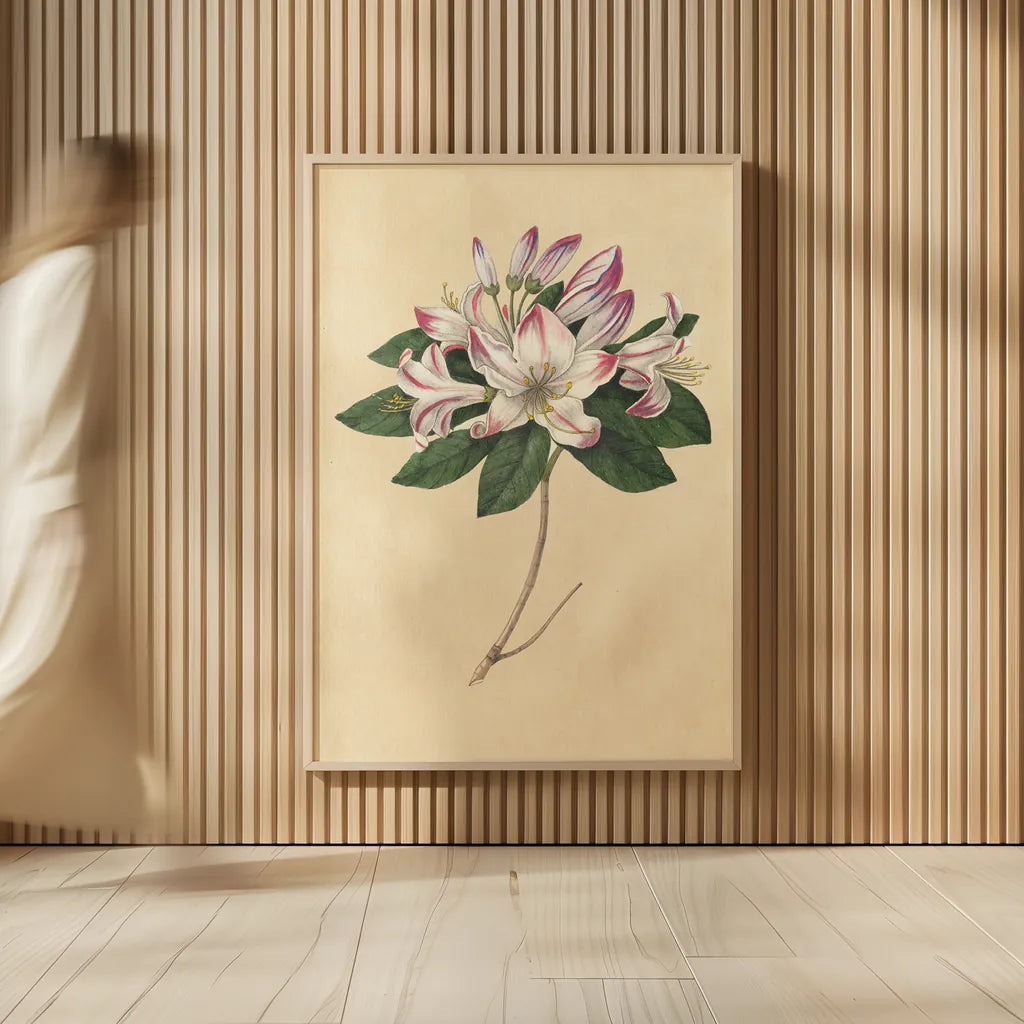 Rhododendron Vintage by Wild Apple Portfolio. shown as over sized large wall art. Available as an archival giclee rolled canvas, fine art paper, or poster print. SKU 45389h.