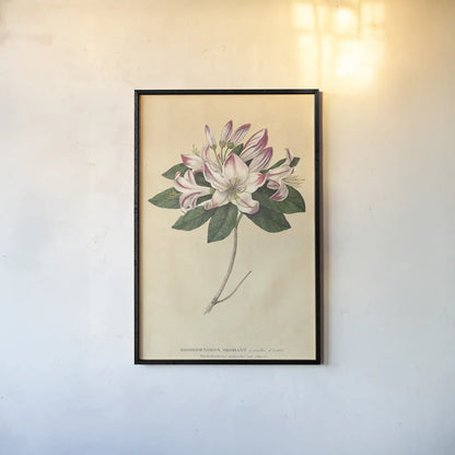 Rhododendron Vintage by Wild Apple Portfolio. shown as a paper print in a black flame. Available as a archival giclee rolled canvas, fine art paper, or poster print. SKU 45389h.