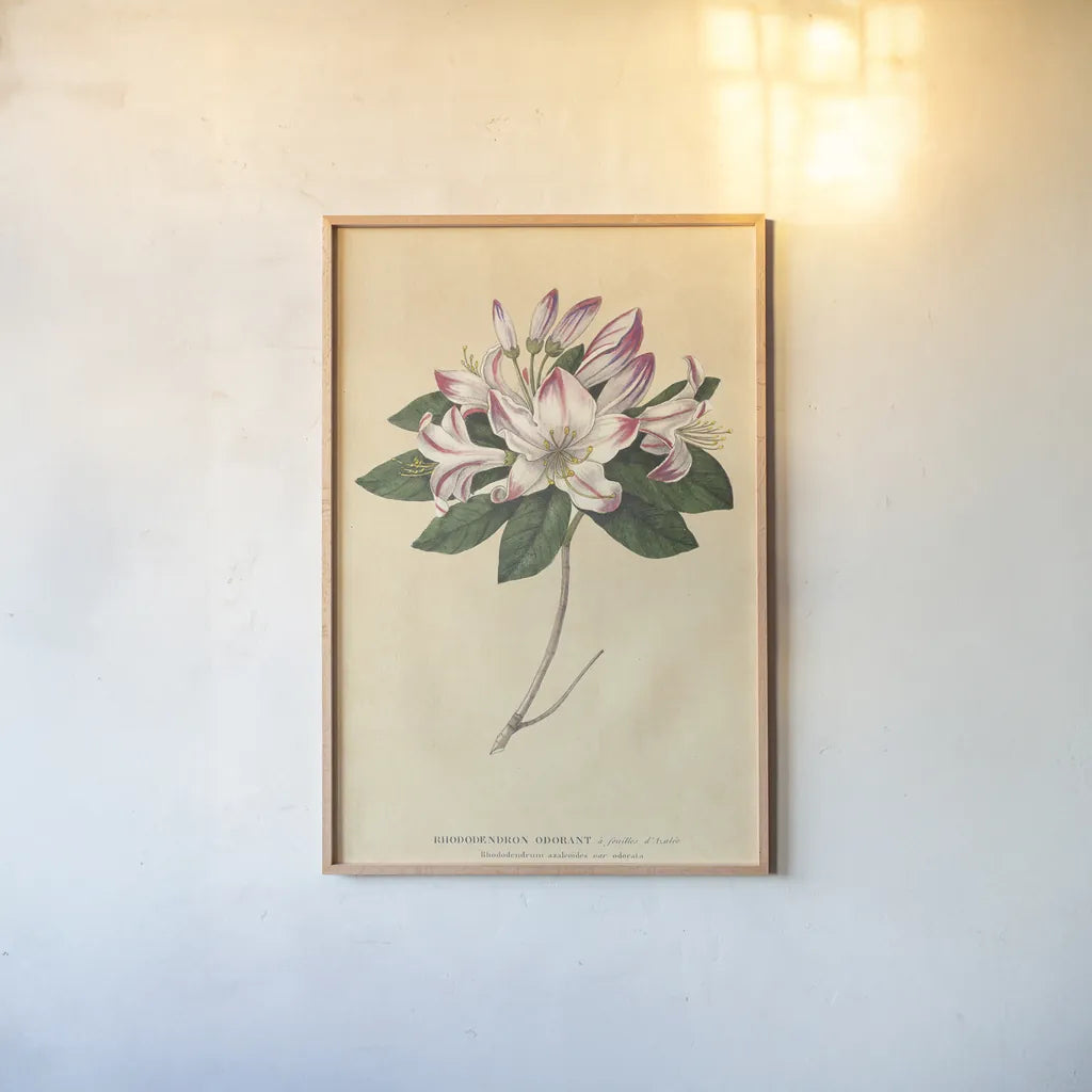 Rhododendron Vintage by Wild Apple Portfolio. shown as a paper print in a natural frame. Available as a archival giclee rolled canvas, fine art paper, or poster print. SKU 45389h.