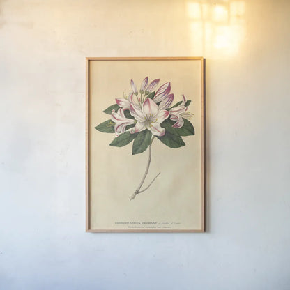 Rhododendron Vintage by Wild Apple Portfolio. shown as a paper print in a natural frame. Available as a archival giclee rolled canvas, fine art paper, or poster print. SKU 45389h.