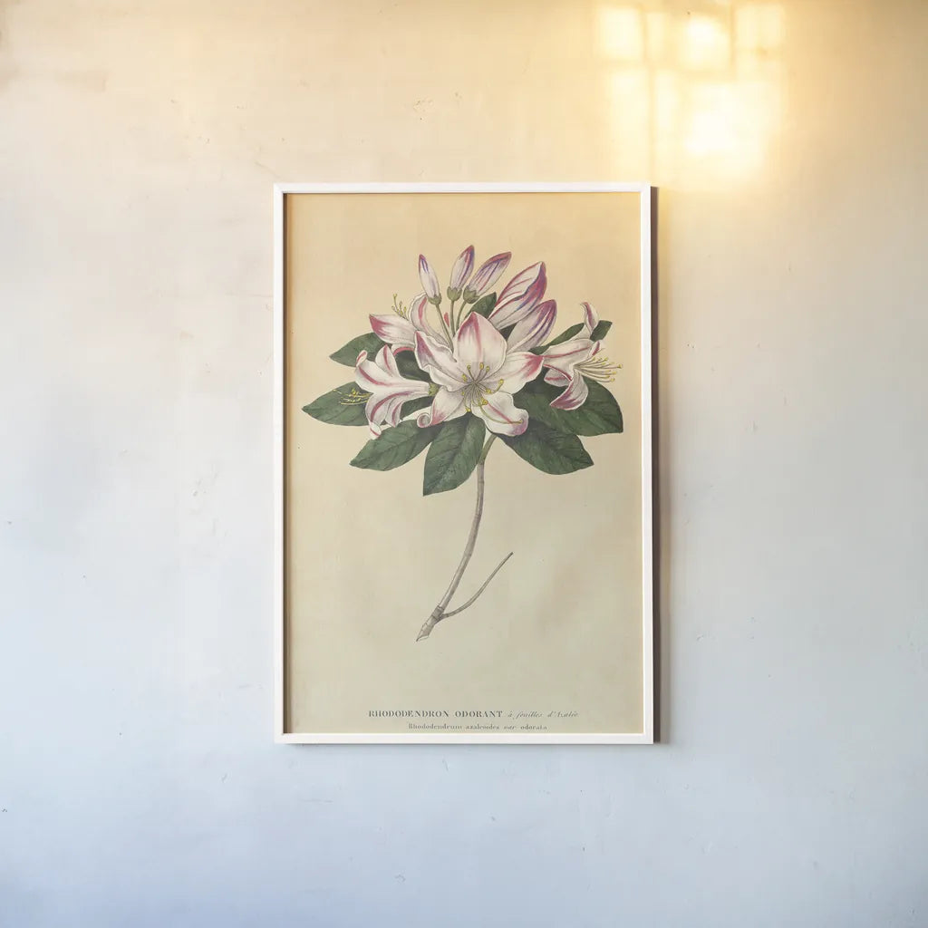 Rhododendron Vintage by Wild Apple Portfolio. shown as a paper print in a white frame. Available as a archival giclee rolled canvas, fine art paper, or poster print. SKU 45389h.