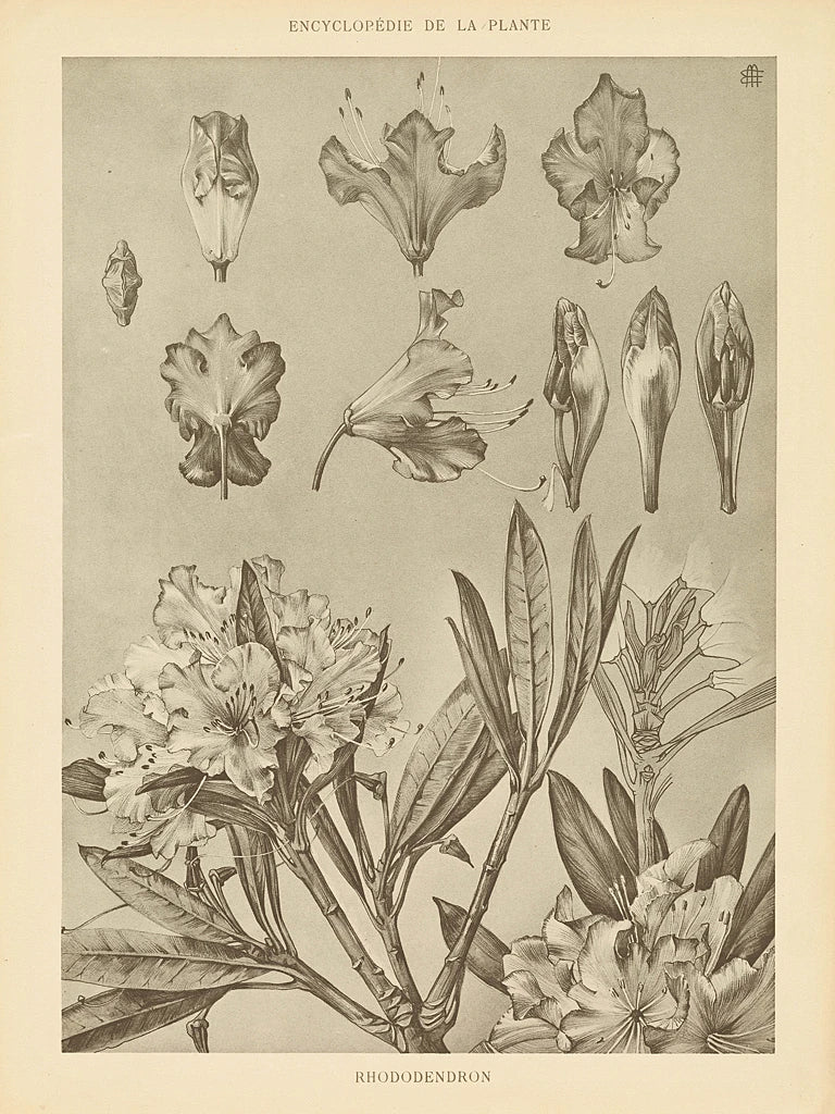 Rhododendrons by Wild Apple Portfolio