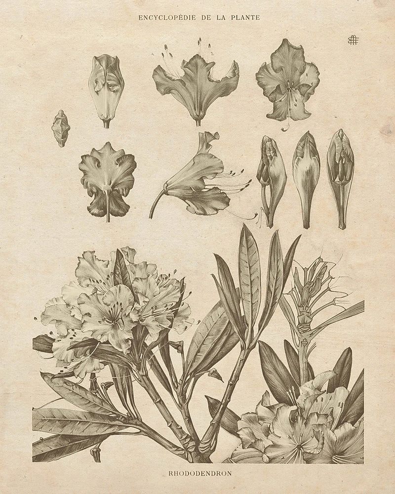 Rhododendrons Vintage by Wild Apple Portfolio