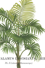 Riviera Palms I by Wild Apple Portfolio. SKU 9919h. Archival Giclee Fine art print for wall decor.