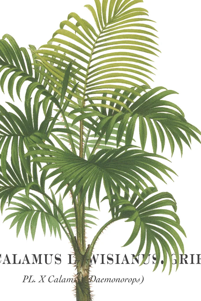 Riviera Palms I by Wild Apple Portfolio. SKU 9919h. Archival Giclee Fine art print for wall decor.