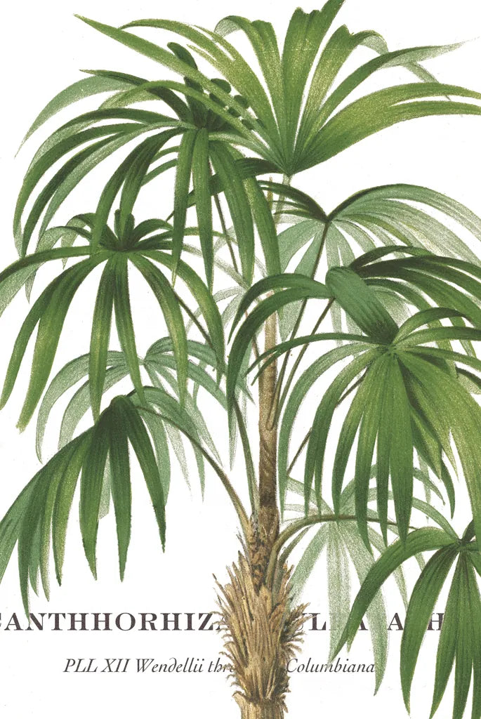 Riviera Palms II by Wild Apple Portfolio. SKU 9920h. Archival Giclee Fine art print for wall decor.