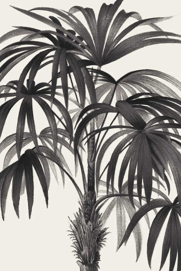 Riviera Palms II BW by Wild Apple Portfolio. SKU 75167h. Archival Giclee Fine art print for wall decor.